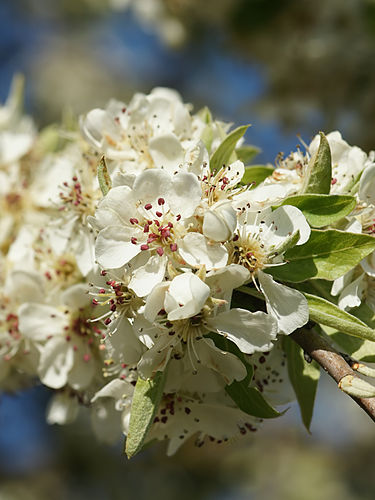 Pyrus amygdaliformis